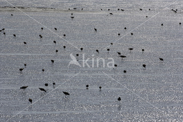 Waddensea