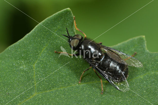 Black colonel soldier fly (Odontomyia tigrina)