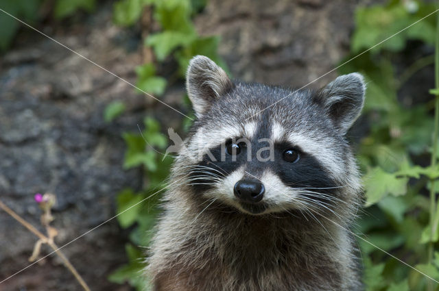 northern raccoon (Procyon lotor)