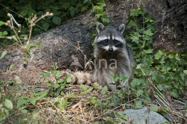 Wasbeer (Procyon lotor)