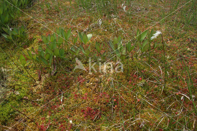 common buckbean (Menyanthes trifoliata)