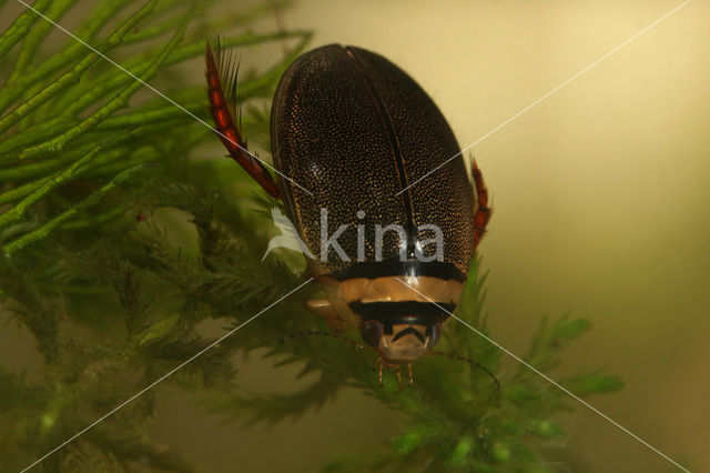 Waterkever (Graphoderus cinereus)