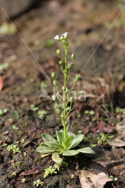 Brookweed