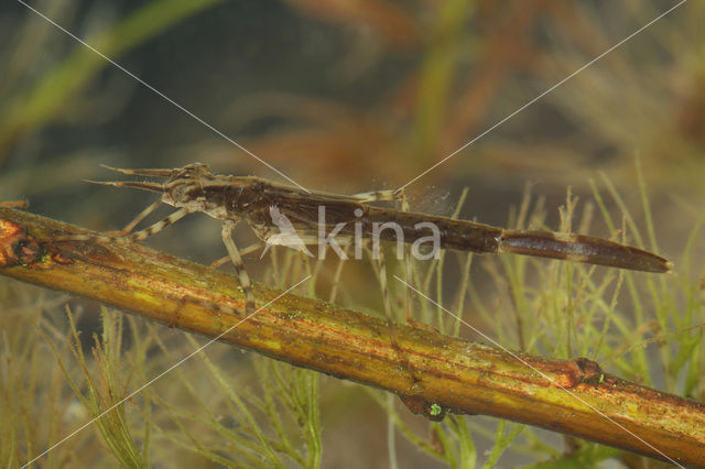 Weidebeekjuffer (Calopteryx splendens)