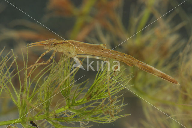 Weidebeekjuffer (Calopteryx splendens)