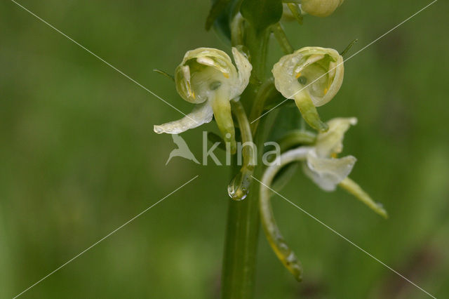 Lesser Butterfly-orchid (Platanthera bifolia)