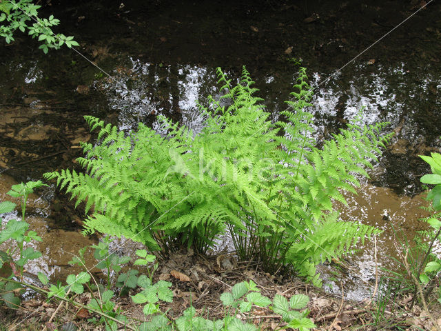 Lady-fern (Athyrium filix-femina)