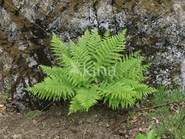 Wijfjesvaren (Athyrium filix-femina)