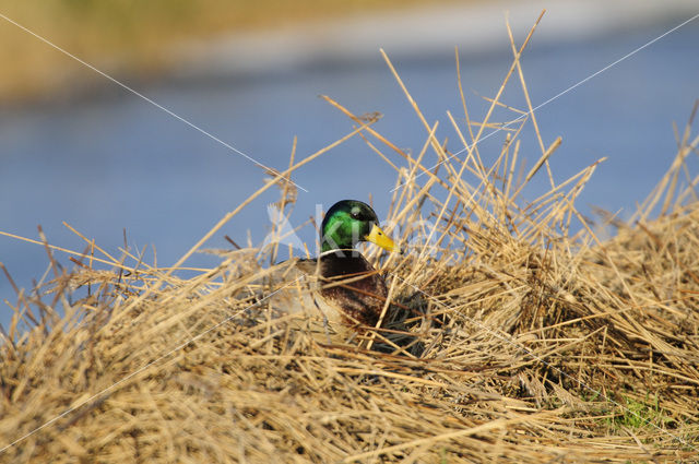 Mallard