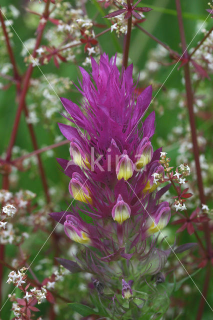 Wilde weit (Melampyrum arvense)