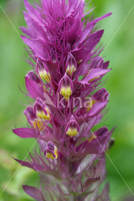 Wilde weit (Melampyrum arvense)