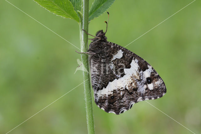 Great Banded Grayling (Brintesia circe)