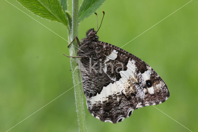 Witbandzandoog (Brintesia circe)