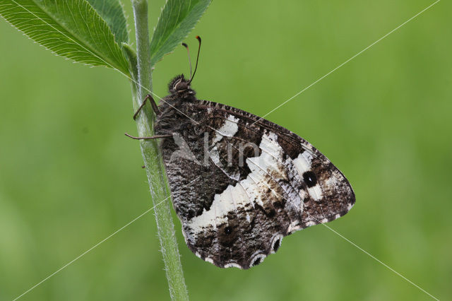 Witbandzandoog (Brintesia circe)