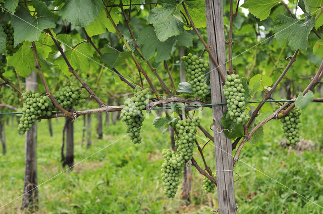 Grape-vine