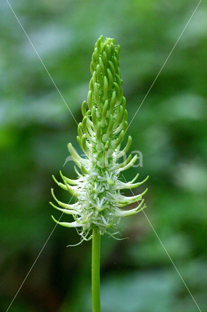 Witte rapunzel (Phyteuma spicatum ssp. spicatum)