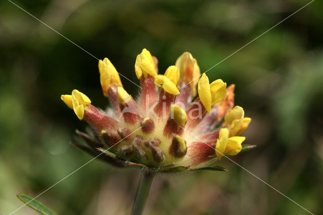 Wondklaver (Anthyllis vulneraria)