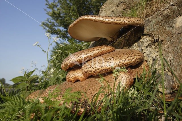 Zadelzwam (Polyporus squamosus)