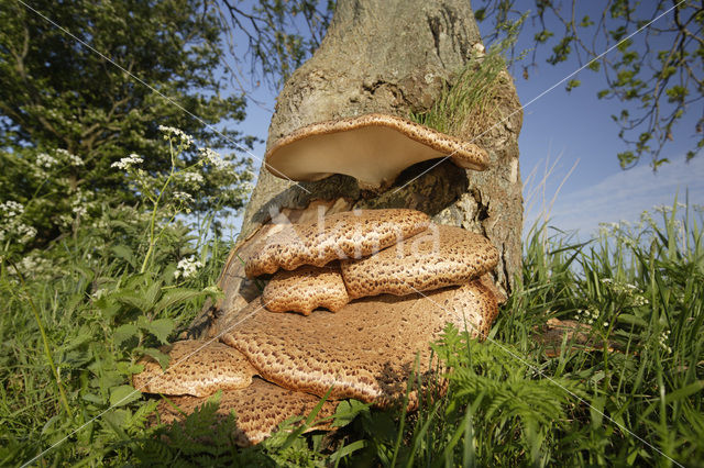 Zadelzwam (Polyporus squamosus)