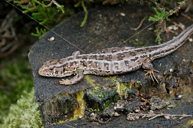 Zandhagedis (Lacerta agilis)