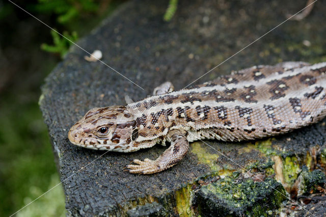 Zandhagedis (Lacerta agilis)