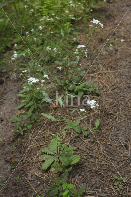 Cardaminopsis arenosa