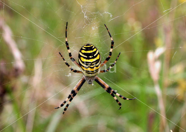 wasp spider (Argiope bruennichi)