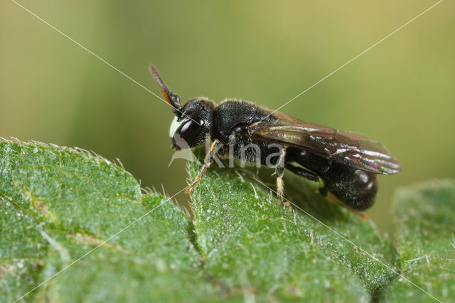 Zompmaskerbij (Hylaeus gredleri)