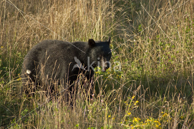 American black bear (Ursus americanus)