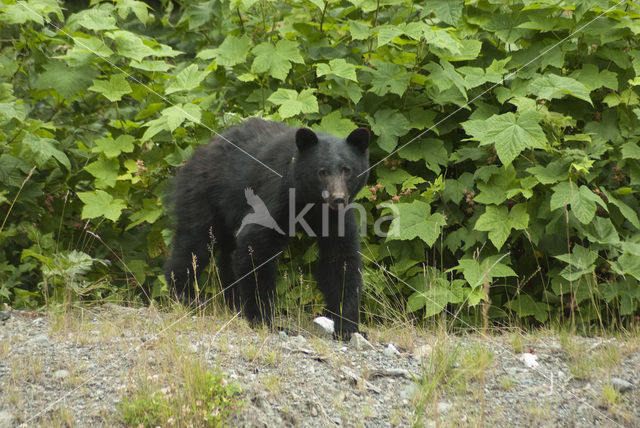 American black bear (Ursus americanus)