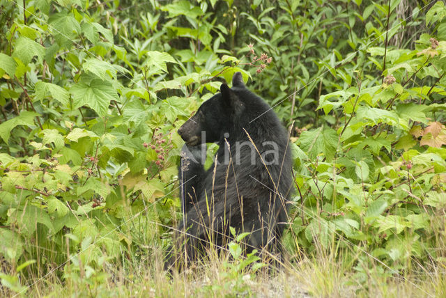 American black bear (Ursus americanus)