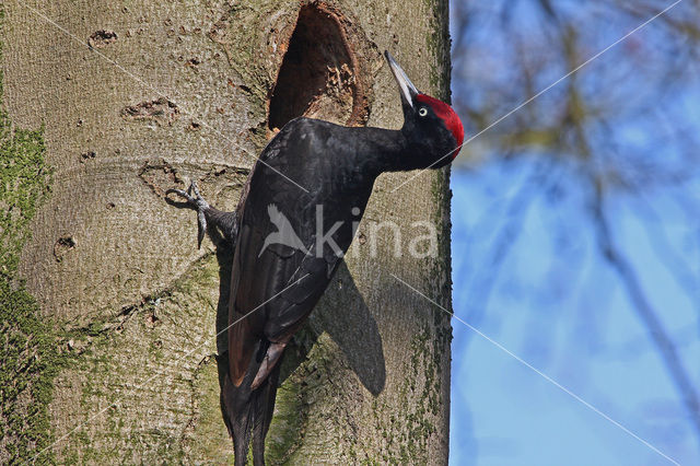 Black Woodpecker (Dryocopus martius)