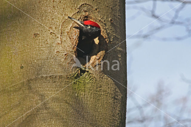 Zwarte Specht (Dryocopus martius)