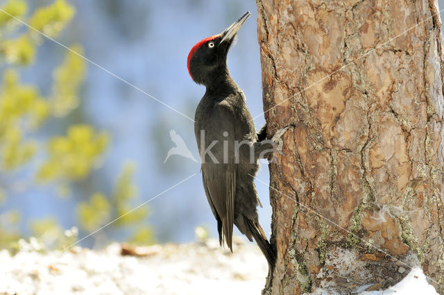 Black Woodpecker (Dryocopus martius)