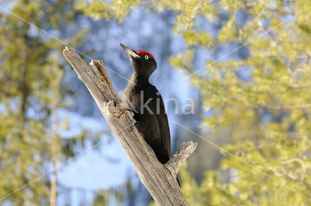Zwarte Specht (Dryocopus martius)