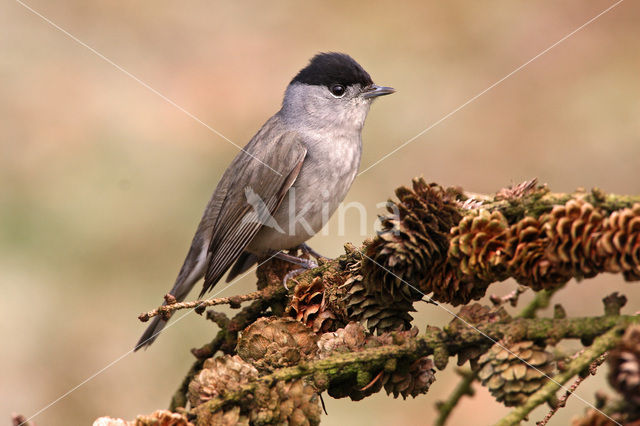 Blackcap (Sylvia atricapilla)