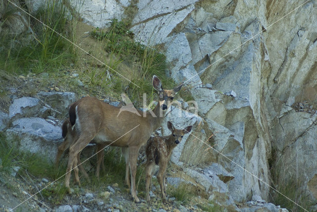 Mule deer (Odocoileus hemionus)