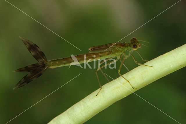 Zwervende pantserjuffer (Lestes barbarus)