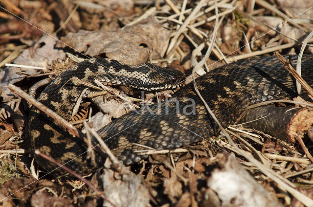 Common Viper (Vipera berus)