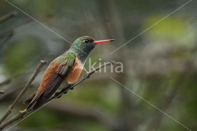 Amazilia Hummingbird (Amazilia amazilia)