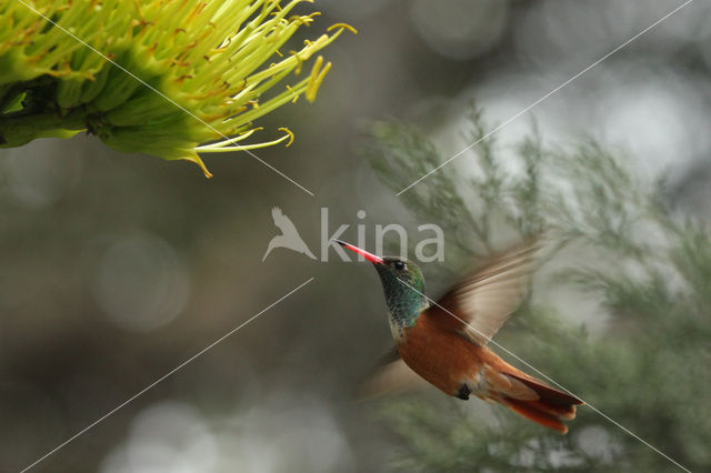 Amazilia Hummingbird (Amazilia amazilia)