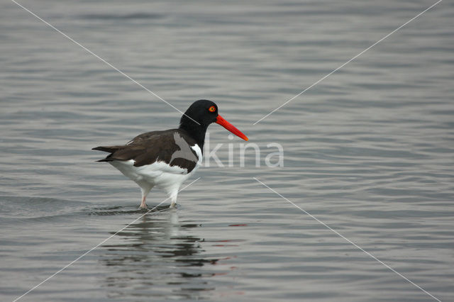 Amerikaanse Bonte Scholekster (Haematopus palliatus)