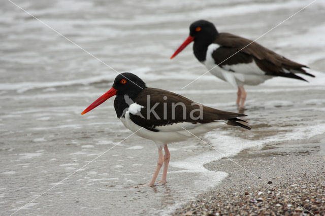Amerikaanse Bonte Scholekster (Haematopus palliatus)