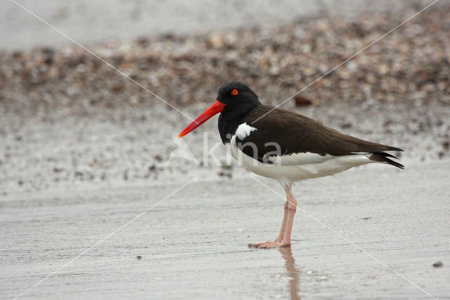 Amerikaanse Bonte Scholekster (Haematopus palliatus)