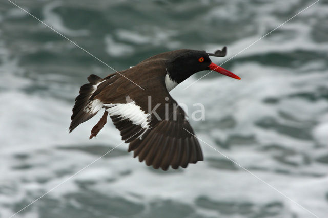 American Oystercatcher (Haematopus palliatus)