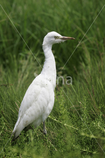 Snowy egret (Egretta thula)