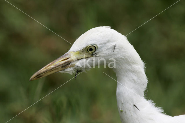 Snowy egret (Egretta thula)