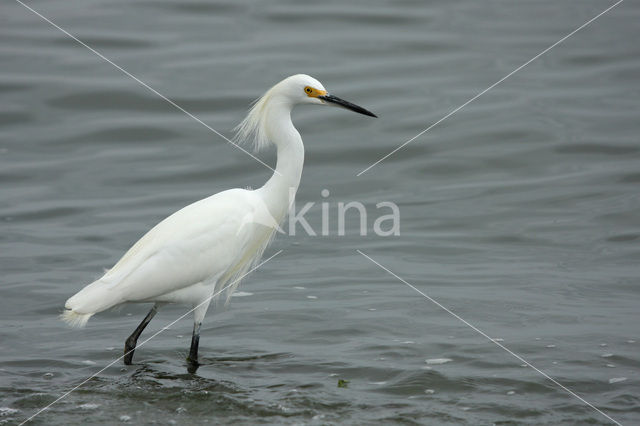 Snowy egret (Egretta thula)