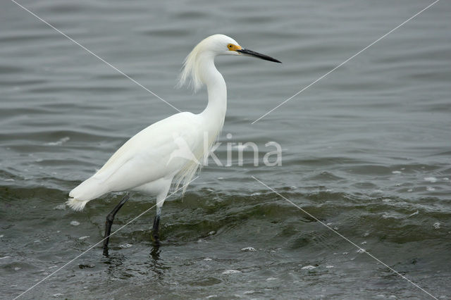 Amerikaanse Kleine Zilverreiger (Egretta thula)