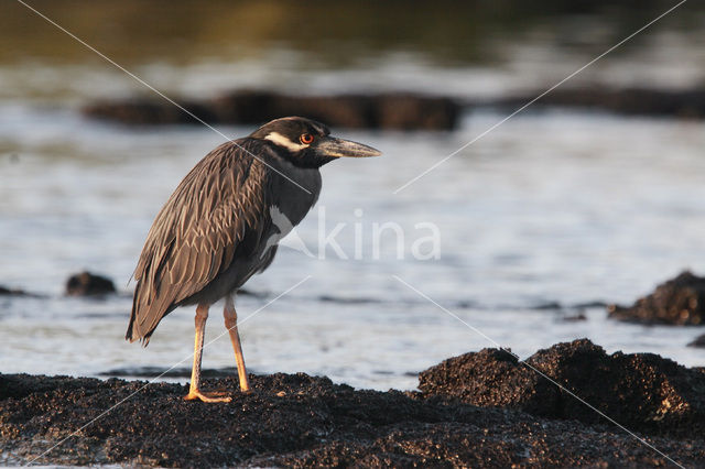 Yellow-crowned Night-Heron (Nyctanassa violacea)
